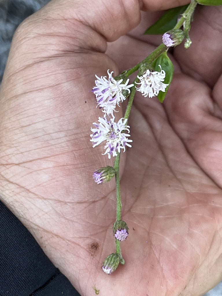 Lepidaploa coulonioides