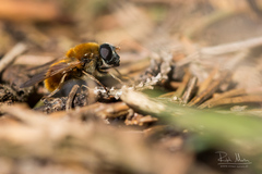 Cheilosia chrysocoma