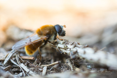 Cheilosia chrysocoma
