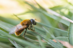Cheilosia chrysocoma