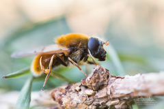 Cheilosia chrysocoma