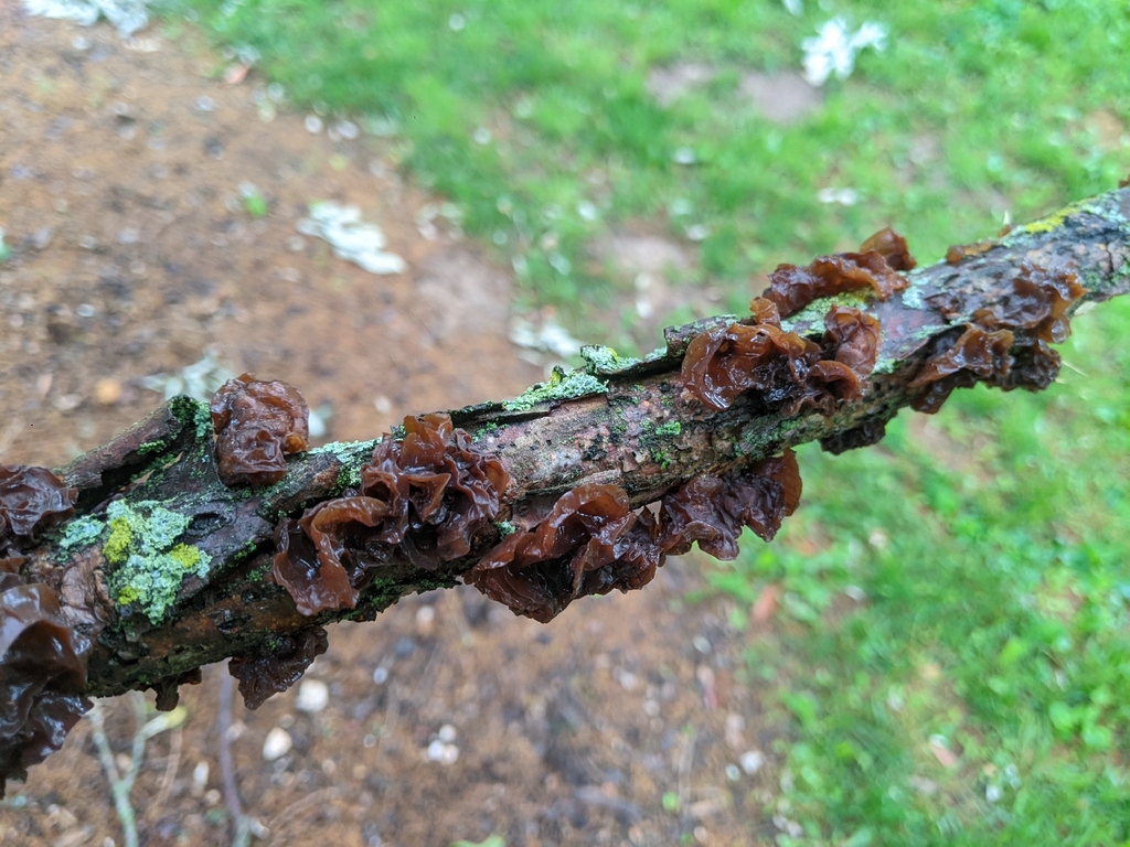 American Amber Jelly Fungus