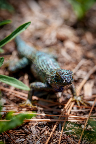 iNaturalist observation photo of Western Fence Lizard