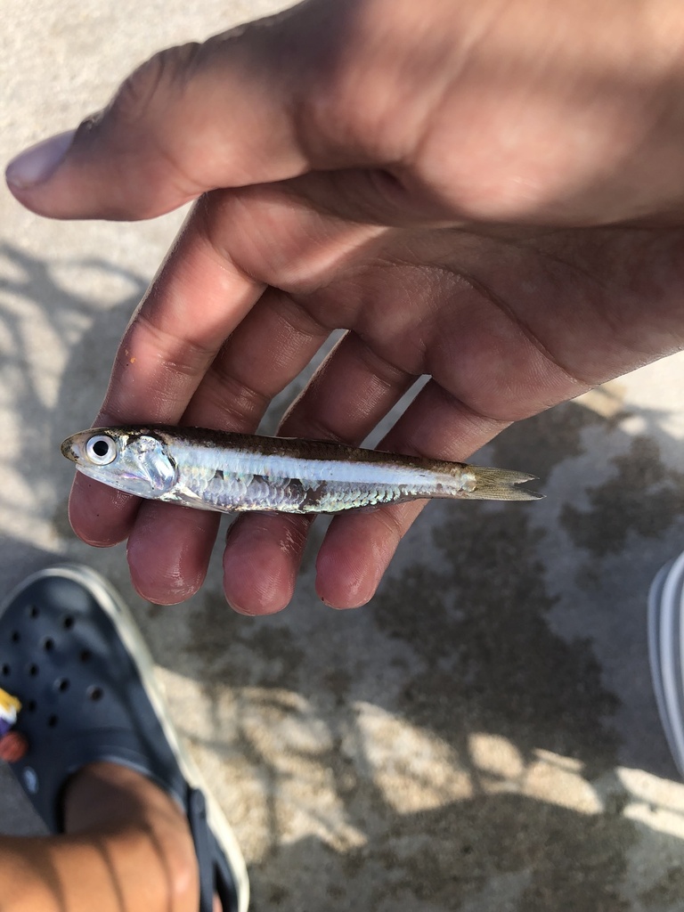 Shortfinger Anchovy