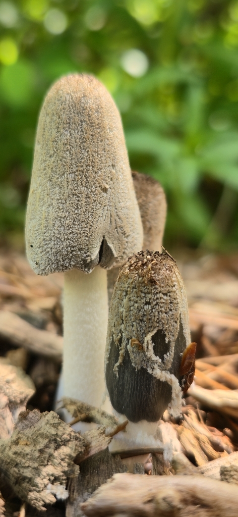 hare's foot inkcap · May 2026 · photo: Photo: no rights reserved · iNaturalist