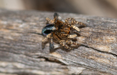 Maratus chrysomelas
