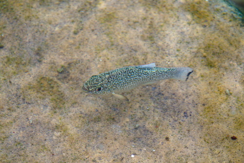 Comanche Springs pupfish (Cyprinodon elegans) — Cyprinodontidae — 3