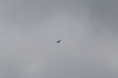 Accipiter virgatus fuscipectus