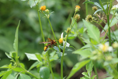 Delta pyriforme pyriforme