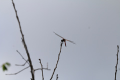 Tramea transmarina euryale