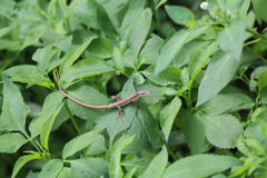 Takydromus kuehnei