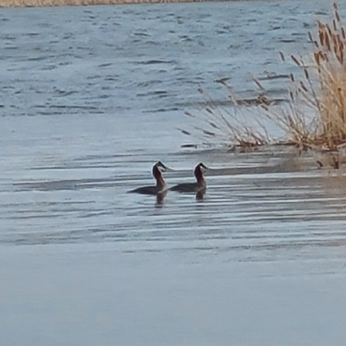 Red-necked Grebe