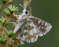 Pyrgus alveus