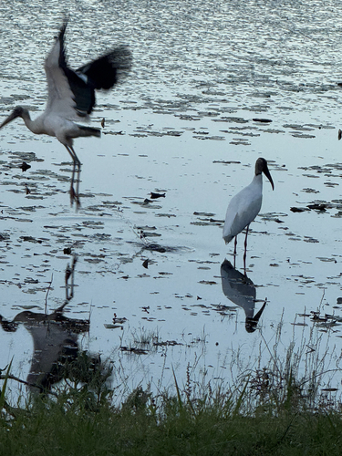 Wood Stork