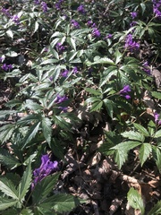 Cardamine glanduligera