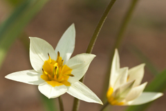 Tulipa biflora sensu lato