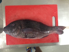 Parupeneus crassilabris