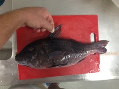 Parupeneus crassilabris