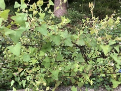 Persicaria perfoliata