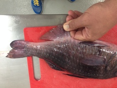 Parupeneus crassilabris