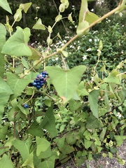 Persicaria perfoliata