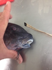 Parupeneus crassilabris