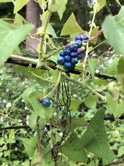 Persicaria perfoliata