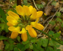 Securigera securidaca