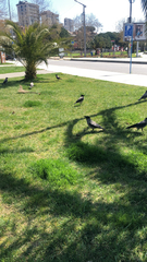 Corvus cornix