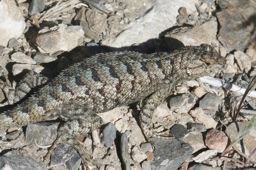 iNaturalist observation photo of Western Fence Lizard