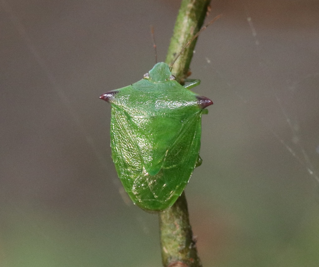 Cuspicona forticornis