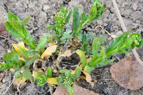 field penny-cress