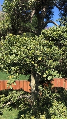 Magnoliopsida