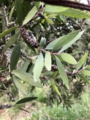 Melaleuca leucadendra