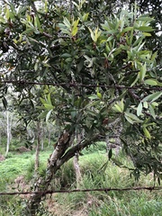 Melaleuca leucadendra
