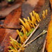 Calocera sinensis - Photo (c) Reiner Richter, alguns direitos reservados (CC BY-NC-SA), uploaded by Reiner Richter