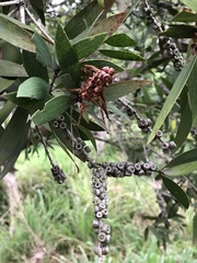 Melaleuca leucadendra