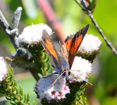 Capys alphaeus alphaeus
