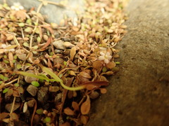 Glossostigma elatinoides