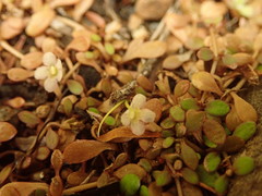Glossostigma elatinoides