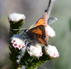 Capys alphaeus alphaeus