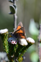 Capys alphaeus alphaeus