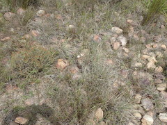 Cyrtanthus leptosiphon