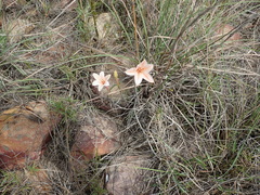 Cyrtanthus leptosiphon