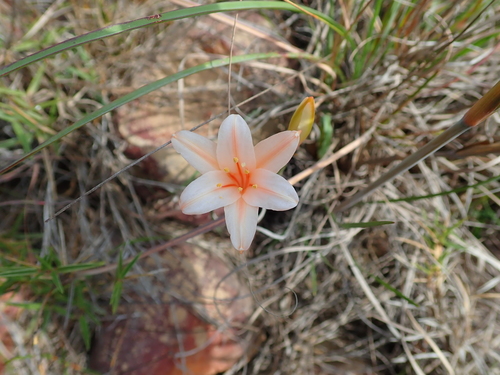 Cyrtanthus leptosiphon