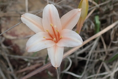 Cyrtanthus leptosiphon