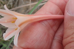 Cyrtanthus leptosiphon