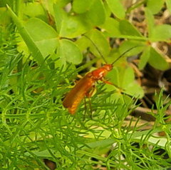 Rhagonycha nigritarsis