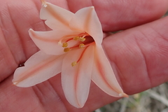 Cyrtanthus leptosiphon