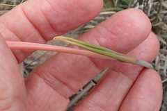 Cyrtanthus leptosiphon